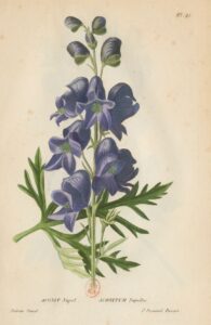 Flore_générale_de_France_Aconit Napel