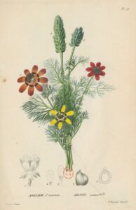 Flore_générale_de_France_Adonide d'automne