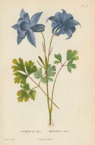 Flore_générale_de_France_Ancolie des Alpes