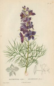 Flore_générale_de_France_Dauphinelle d'Ajax