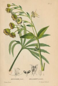 Flore_générale_de_France_Hellébore fétide
