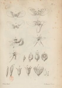 Flore_générale_de_France_Helléhoracées