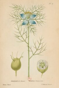 Flore_générale_de_France_Nigelle de Damas