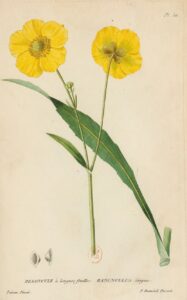 Flore_générale_de_France_Renoncule longue feuille
