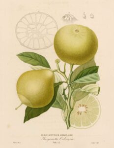 Bergamottier Ordinaire