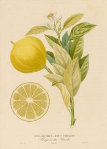 Bergamottier à fruit toruleux