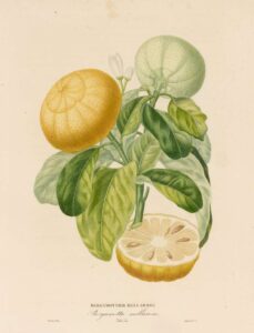 Bergamottier Mellarose