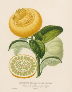 Bergamottier Mellarose à fleur double