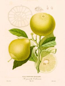 Histoire Naturelle des Orangers - Bergamottier ordinaire