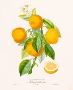 Histoire Naturelle des Orangers - Bigaradier Chinois
