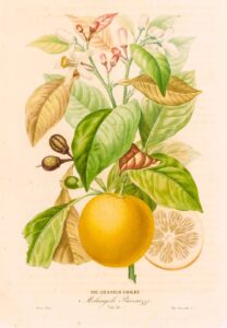 Histoire Naturelle des Orangers - Bigaradier Violet