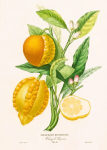 Histoire Naturelle des Orangers - Bigaradier bizarrerie