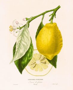 Histoire Naturelle des Orangers - Limonier Ferraris