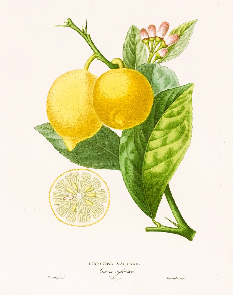 Vintage lemon poster - Limonier Sauvage
