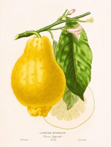 Histoire Naturelle des Orangers - Limonier impériale