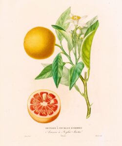 Histoire Naturelle des Orangers - Oranger à feuille étroite