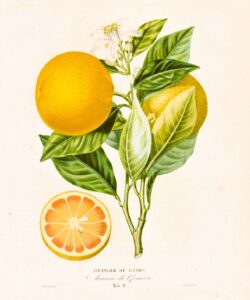 Histoire Naturelle des Orangers de Risso et Poiteau - Illustration Oranger de Gènes