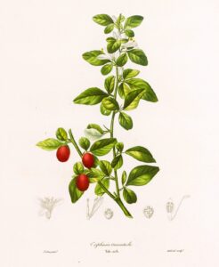 Histoire Naturelle des Orangers - Triphasia aurantiola