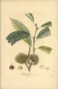 Pomologie Française Chataignier