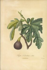 Pomologie Française Figues de Bordeaux