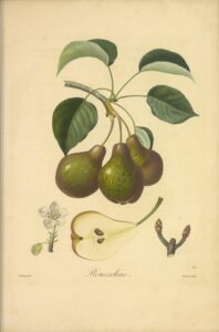 Pomologie Française Poire Rousseline