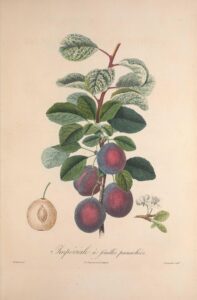 Pomologie Française Prunes Impériales à feuilles panachées