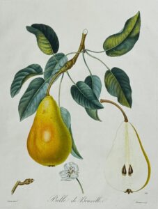 Traité des arbres fruitiers - Belle de Bruxelles