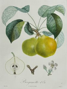 Traité des arbres fruitiers - Bergamotte d'été