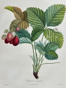 Traité des arbres fruitiers - Capron commun