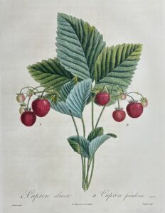 Traité des arbres fruitiers - Capron abricot et Capron framboise