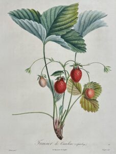 Traité des arbres fruitiers - Fraisier de Caroline à fruit long