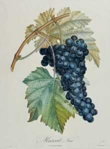 Traité des arbres fruitiers - Muscat noir