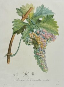 Traité des arbres fruitiers - Raisin de Corinthe