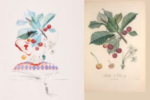 FlorDali Cerise Pierrot- Belle de Choisy : Dali-Turpin