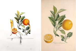 FlorDali Pamplemousse érotique - Bigarrade Couronnée : Dali-Turpin