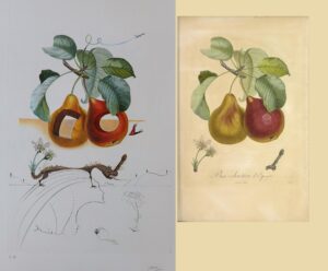 FlorDali Fruits Trouees - Bon Chrétien d'Espagne : Dali-Turpin