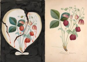 FlorDali Coeur de Fraises - Fraisier de Montreuil : Dali-Poiteau