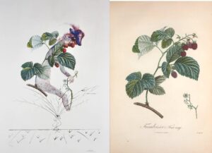 FlorDali Framboisier - Framboisier à fruits rouges : Dali-Turpin