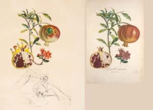 FlorDali Grenade et l'ange - Grenadier a fruits doux : Dali-Turpin