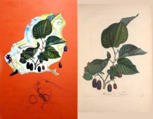 FlorDali Mûres sauvages - Murier de Virginie : Dali-Poiteau