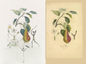 FlorDali Poire Don Quichotte - Vermillon : Dali-Poiteau