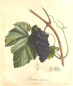 Pomologie Française - Raisin précoce - Turpin
