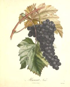 Pomologie Française - Muscat noir - Turpin