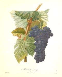 Pomologie Française - Muscat Arrouya - Poiteau