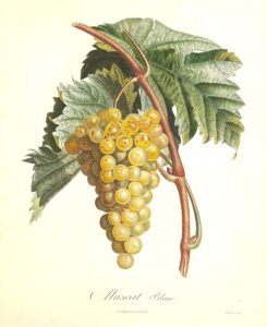 Pomologie Française - Muscat Blanc - Turpin