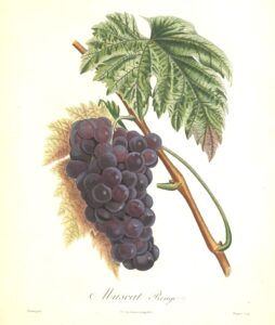 Pomologie Française - Muscat Rouge - Poiteau