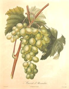 Pomologie Française - Muscat d'Alexandrie - Poiteau