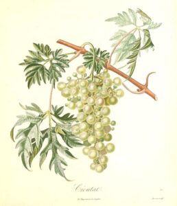 Pomologie Française - Cioutat - Turpin