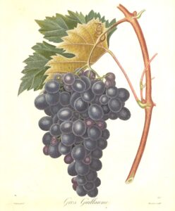 Pomologie Française - Gros Guillaume - Poiteau