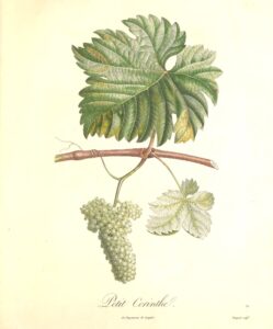 Pomologie Française - Petit Corinthe - Turpin